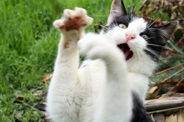 华体会体育-一剑西来破金州—当米切尔斩断勇士王朝的回响  第2张